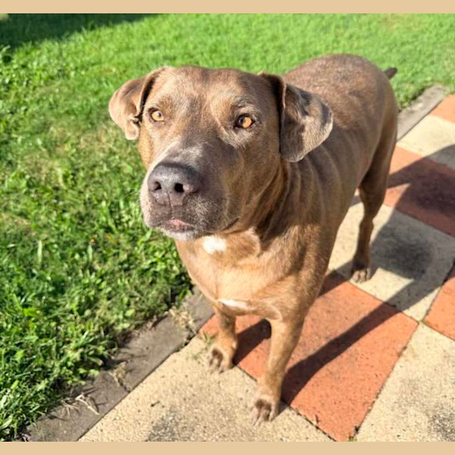 Photo of Chopper