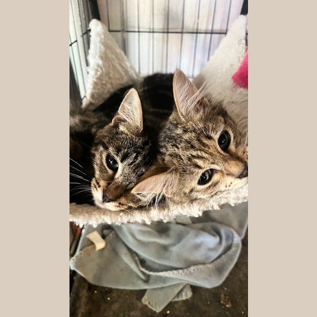 Photo of Ned & Clyde