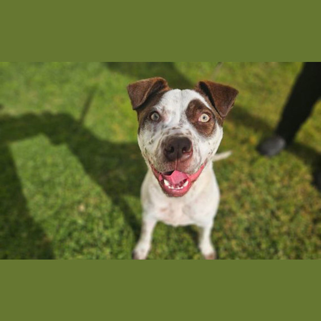 Photo of Humphrey