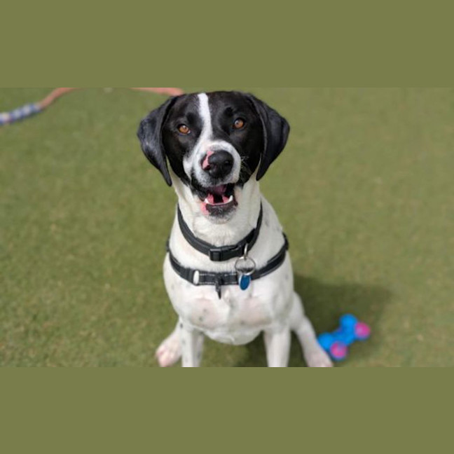 Photo of Bluey
