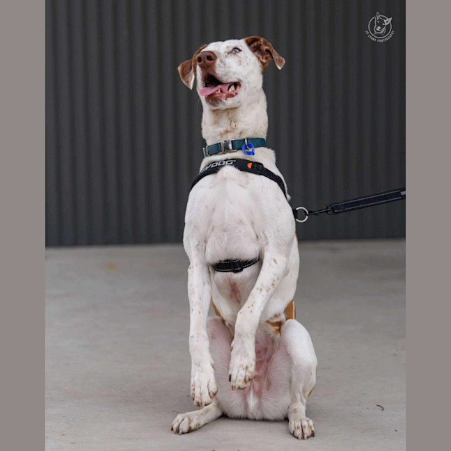 Photo of Dozer   3 Year Old Pointer X