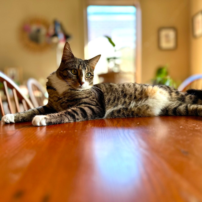 Photo of Lindsay   Located In Westmeadows