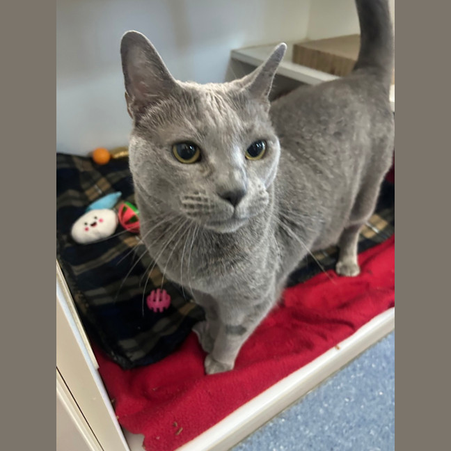 Photo of Lollie