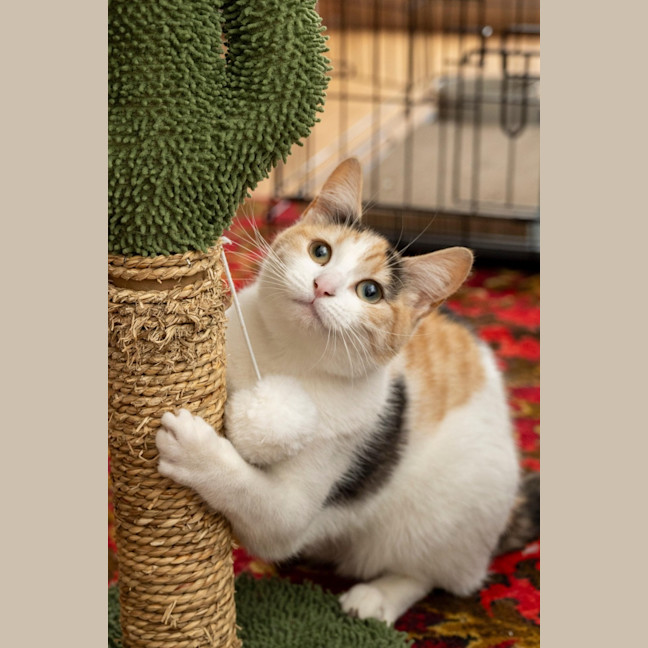Photo of Ginger Bit