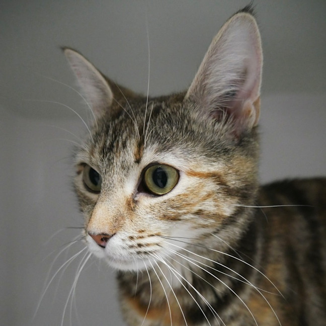 Photo of Tootsie Sta015476