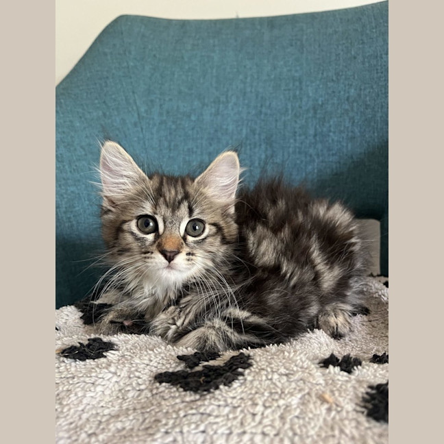 Photo of Willow   Available 18/1