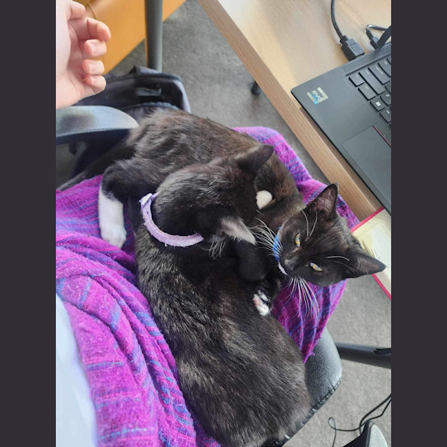 Photo of 🌸Penelope🌸