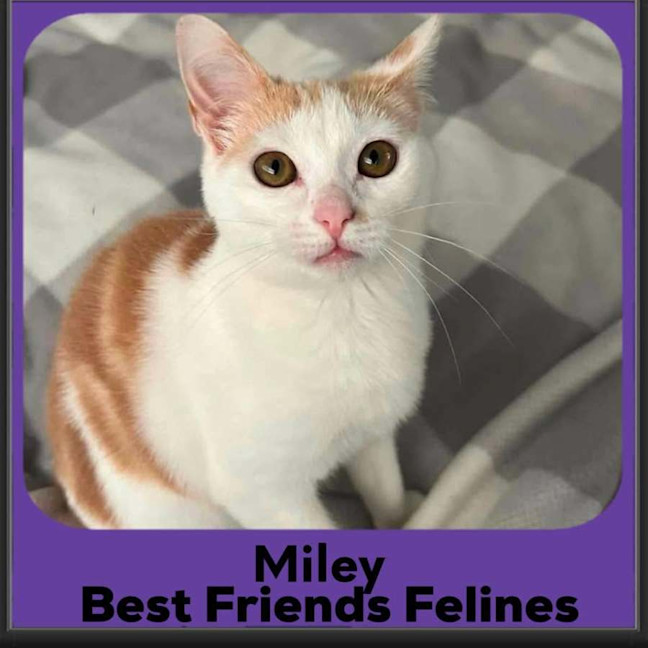 Photo of Miley