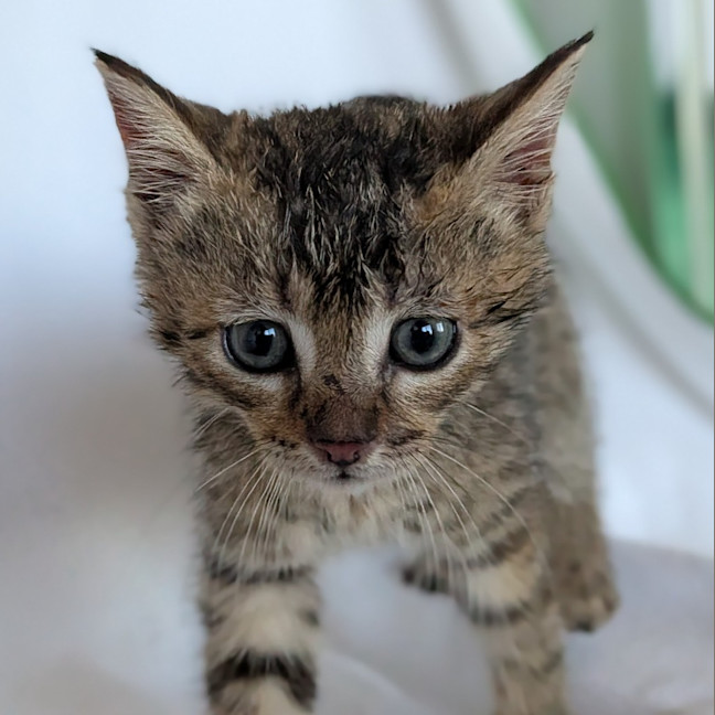 Photo of Tiger