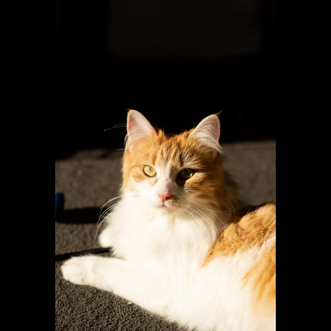 Photo of Fairy Cakes (Berry) 