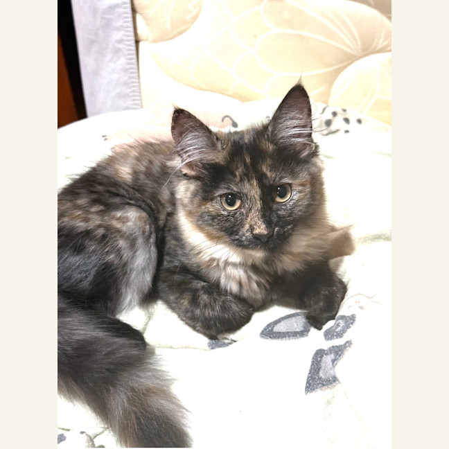 Photo of Lettie