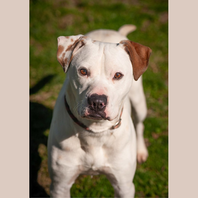 Photo of Barney