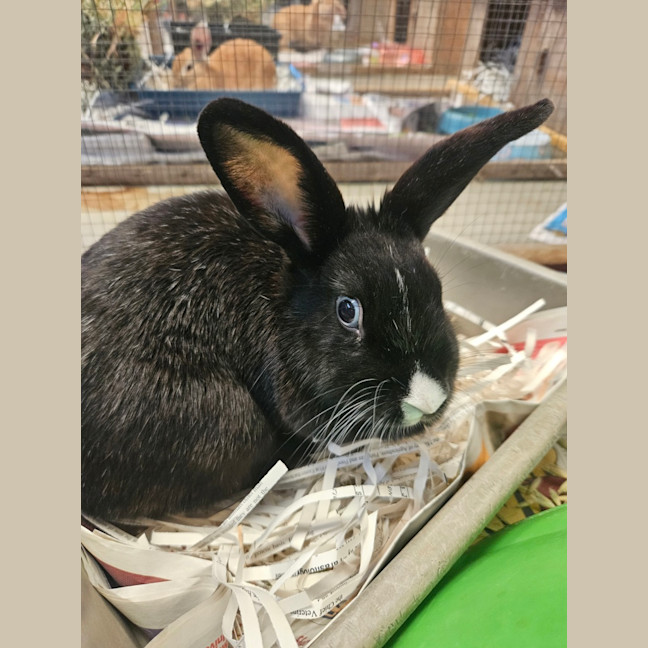 Photo of Trixie
