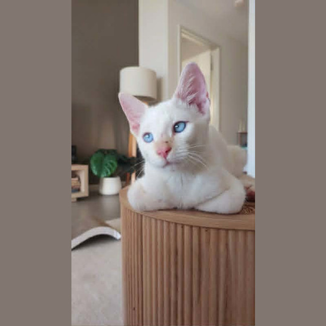 Photo of Lumi
