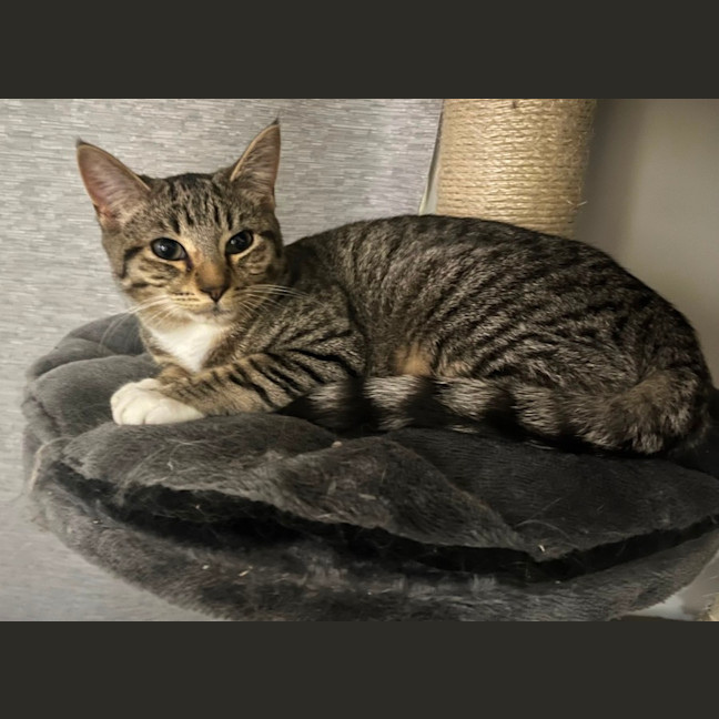 Photo of Sparky 