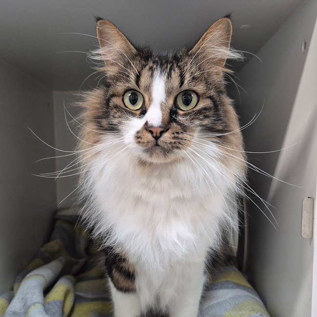 Photo of Caesar