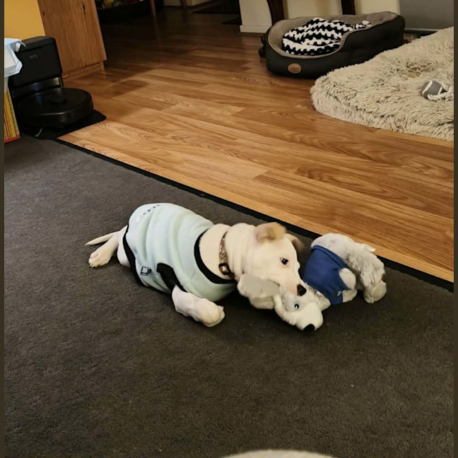 Photo of Gunner
