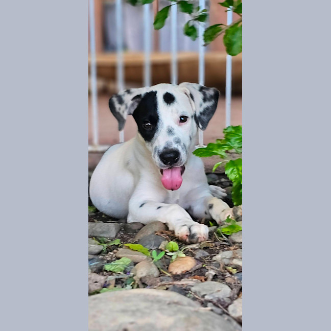 Photo of Donut