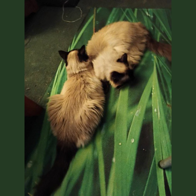 Photo of Sailor Moon & Shilo *9 Lives Project Rescue*