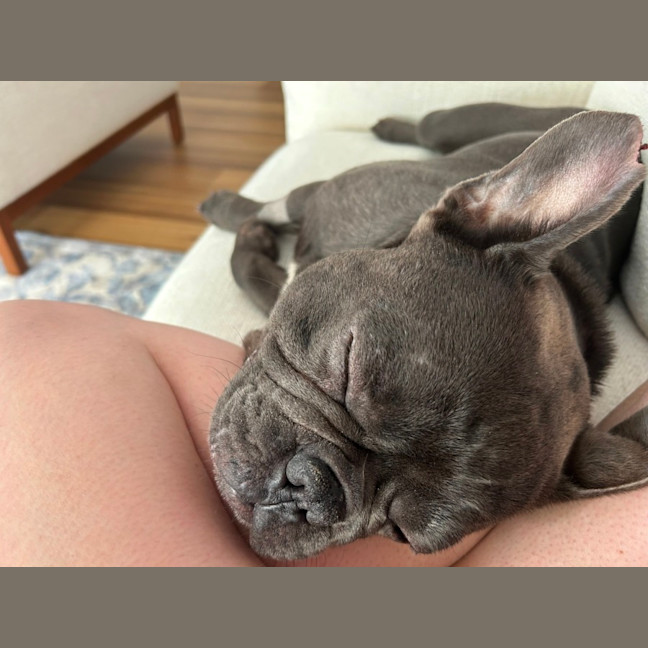 Photo of Bruce   3 Year Old French Bulldog (Hold)