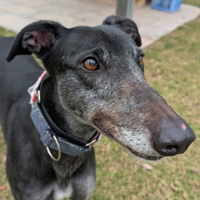 Photo of Judy The Greyhound