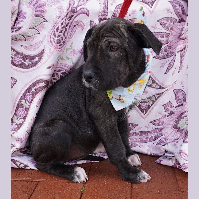 Photo of Nellie