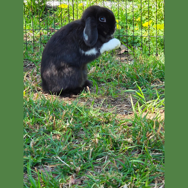 Photo of Socks