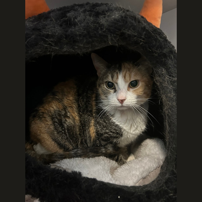 Photo of Tigerlily