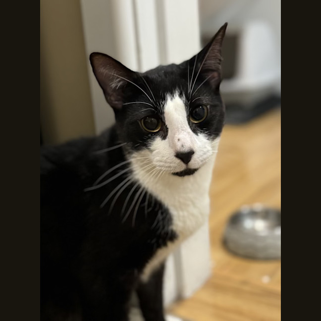 Photo of Manson   2 Year Old Domestic Short Hair (Trial)