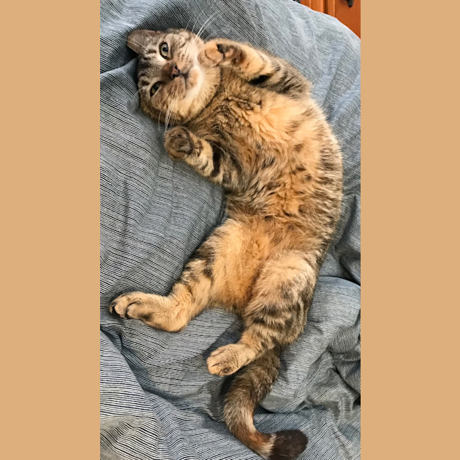 Photo of Violet