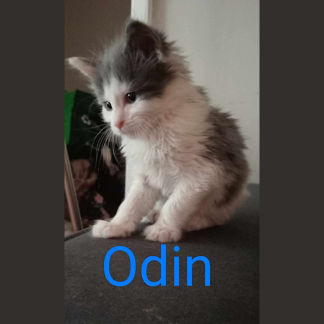 Photo of Odin