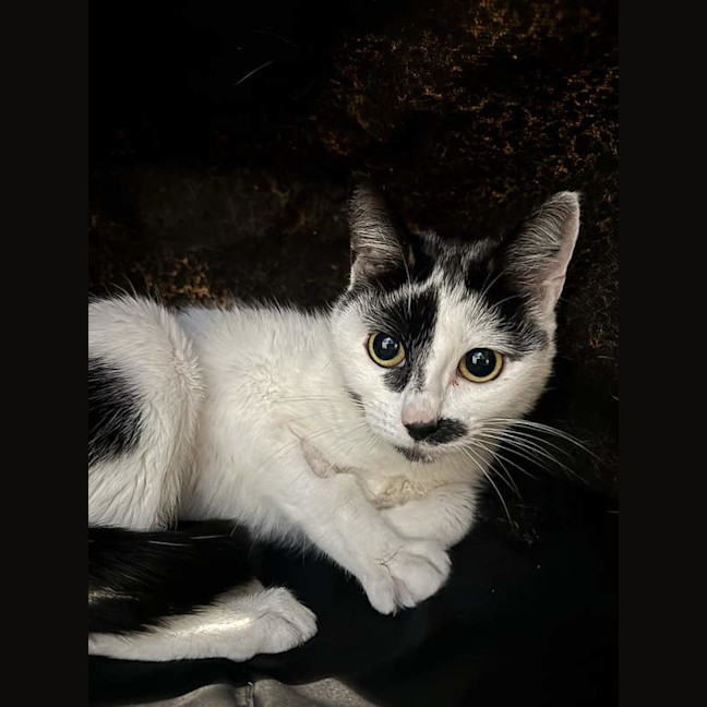 Photo of Oreo