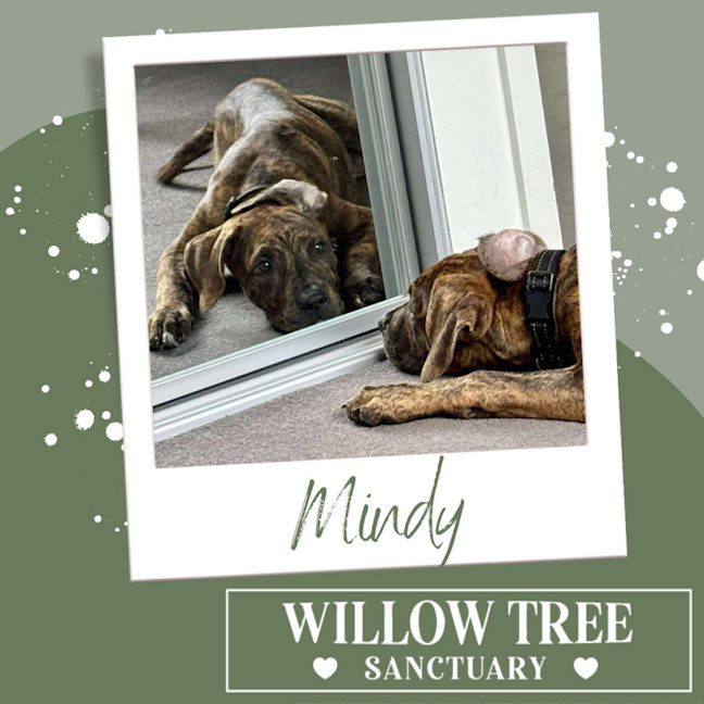 Photo of Mindy
