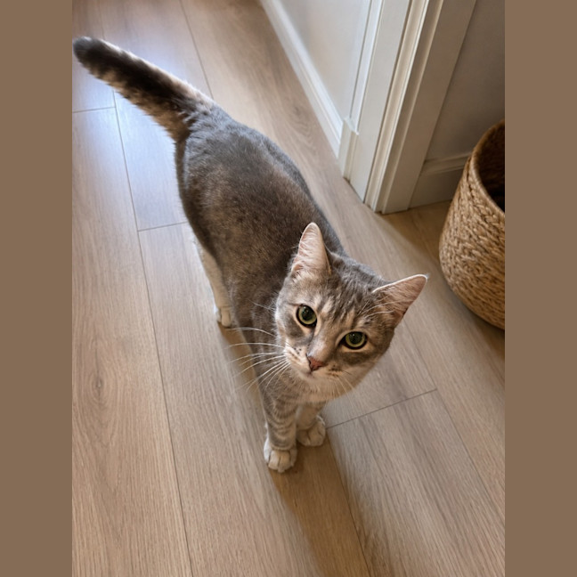 Photo of Misaki The Shiitake Cat