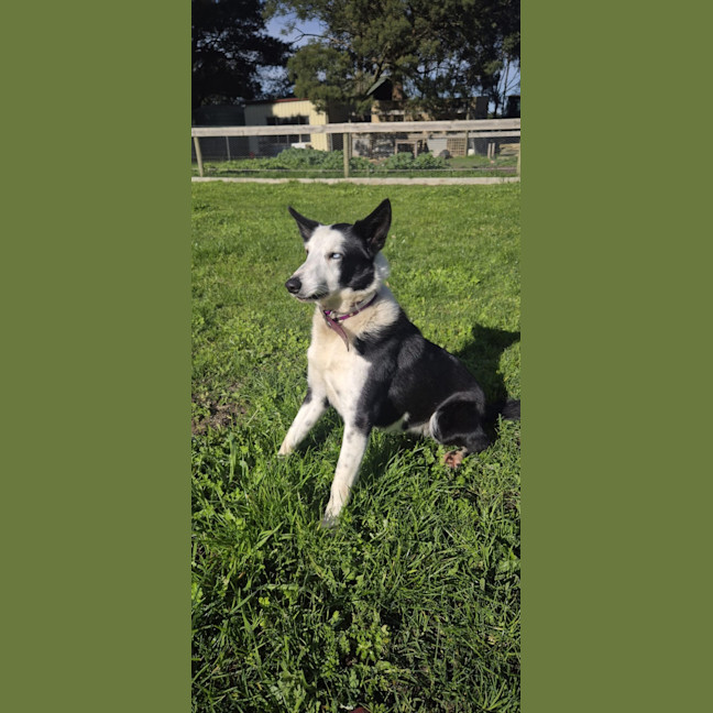 Photo of Louie