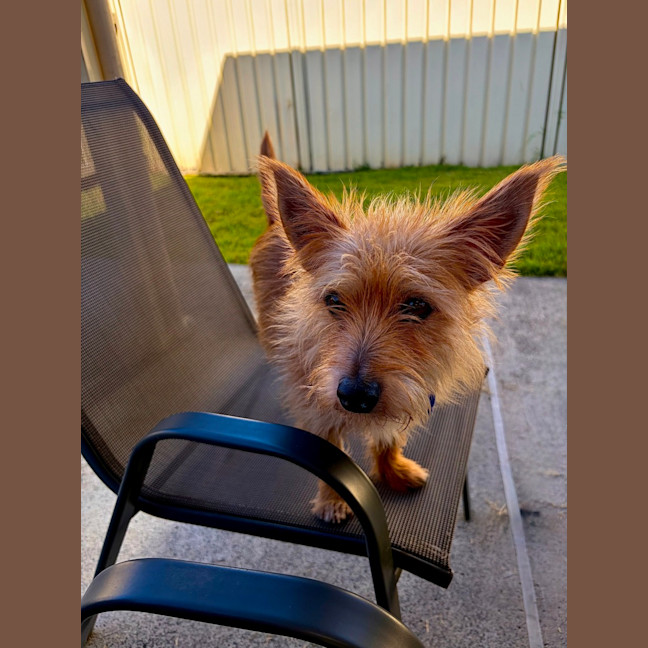 Photo of James   3 Year Old Australian Terrier X