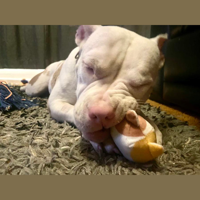 Photo of Onyx