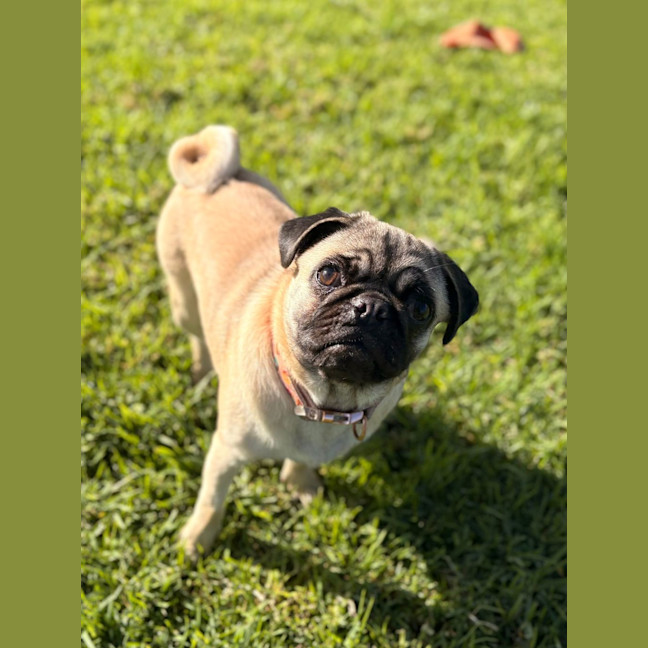 Photo of Mellow
