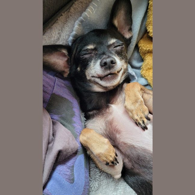 Photo of Rocky And Hugo