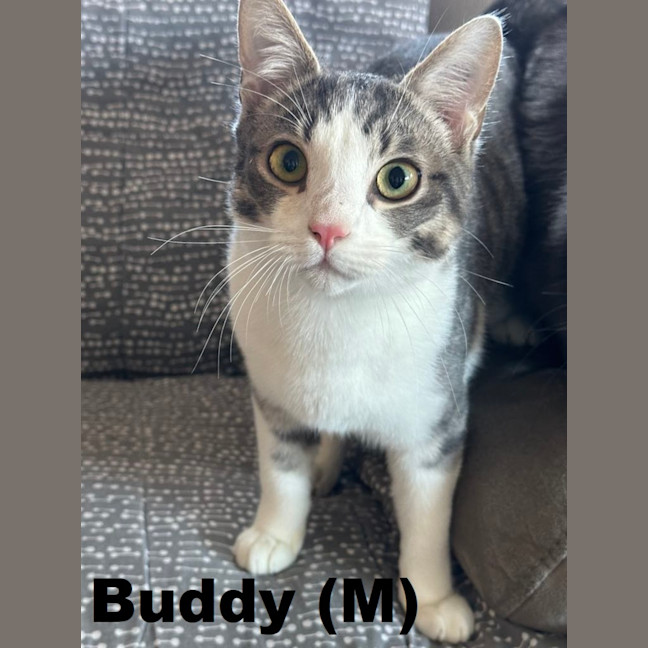Photo of Buddy