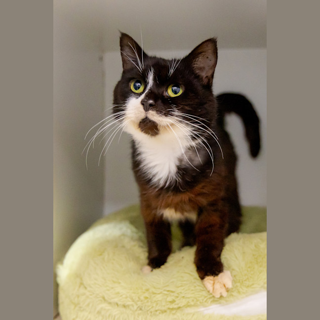 Photo of Old Cat Pat