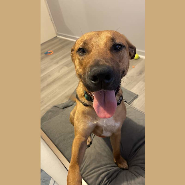 Photo of Bronco