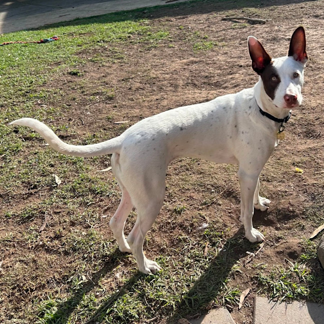 Photo of Thackery Earwicket