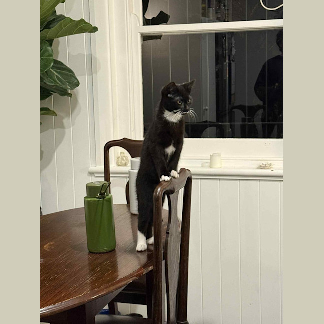 Photo of Pancake & Henry