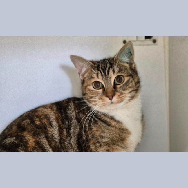 Photo of Miski 