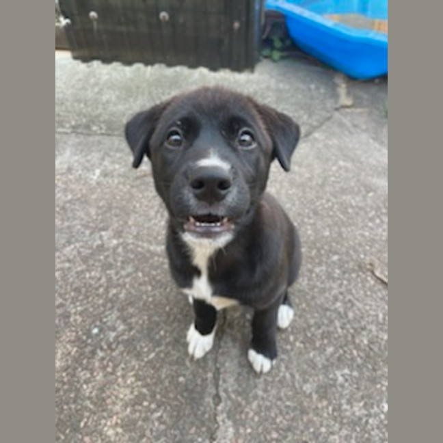 Photo of Mochi   4 Month Old Sharpei X Bullmastiff