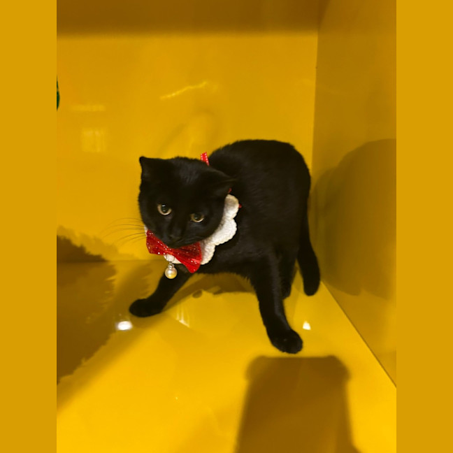 Photo of Binkus Mc Stinkus