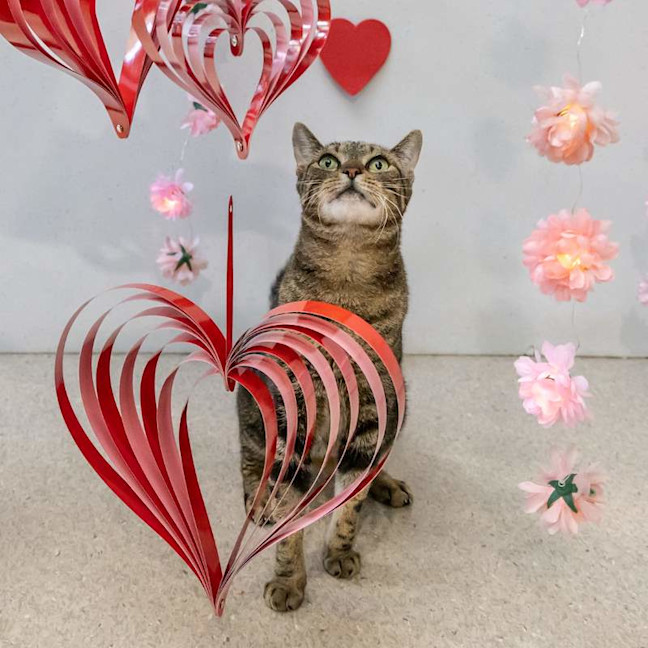 Photo of Turbo