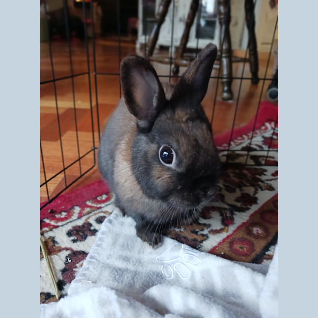 Photo of Ollie / Alice