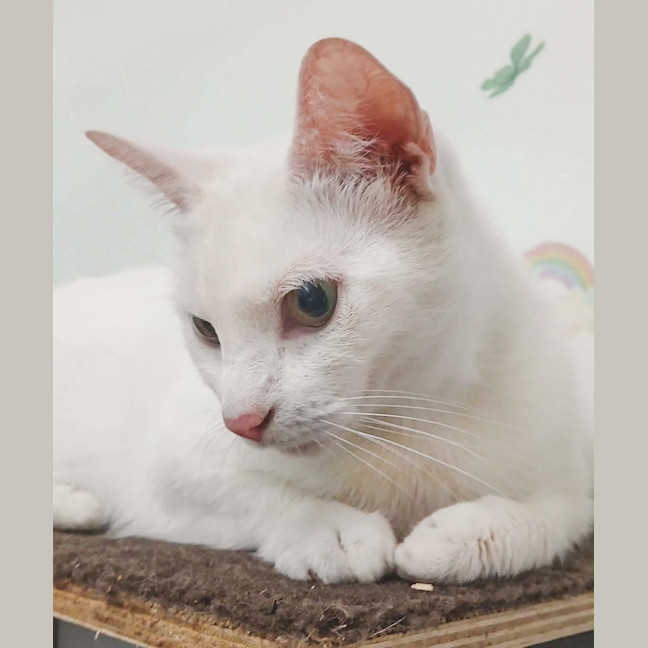 Photo of Clara / Pearl